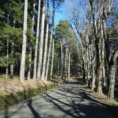 Selva Dei Pini